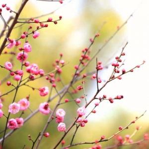 ��ꖾWAPP�������] �d��÷����ˮ�t�~