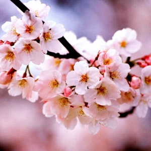 �ֵ���ů���_�������Ͻ�ꎱ����p������