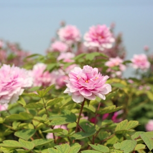 ���M���膖��ɫ��̎�У���ͯ�bָĵ���@~