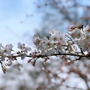 app���x�DƬ����25��:������ ���ԓ���