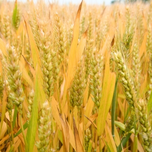 ���ڽ�ꎽӈ��ľ���130����ԭ����...