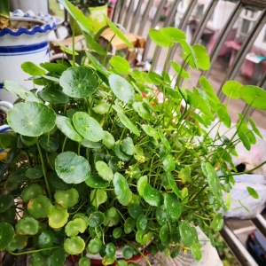 ��ꖾWAPP�������] �Լҵ�С���@