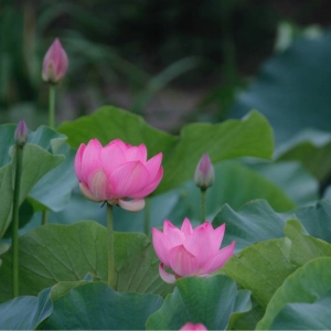 APP�������] ˮ��³� ����ˮ�f