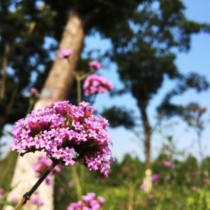 ��^�W�ѷ������]���������ñ�������