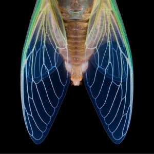 ��^(q��)�W(w��ng)�єzӰ��Ʒ�������]�������s��