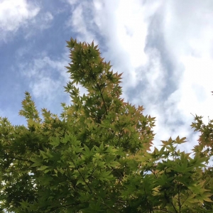 ��ꖾWAPP�������] ������˶���