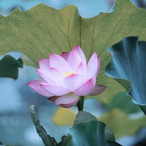 ��^�W�єzӰ��Ʒ�������]�����������Ⱦ