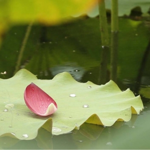 ��^�W����Ʒ�������]�����պ�Ӱ