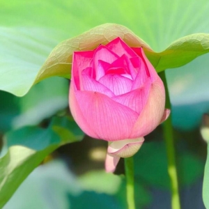 ��^�W�єzӰ��Ʒ�������]����������