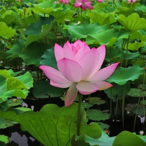 ��ꖾWAPP�������]���L�������ʢ��