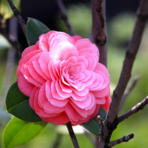 ��^�W�ѷ������]������ɽ�軨