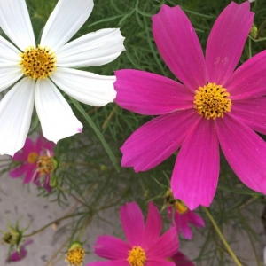 ��ꖾWAPP�������]����ɣ��ʢ�_