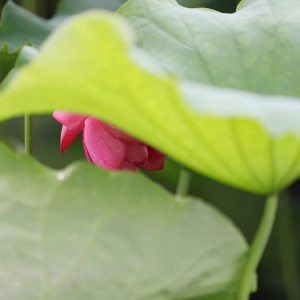 ��^�W�ѷ������]���������Ӱ�b�b