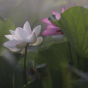 ��^�W�ѷ������]���ĺ�ϵ�ж�