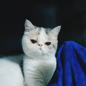 �Pʺ�ٷ�����������Ŀ��ʯ�ġ�����؈��