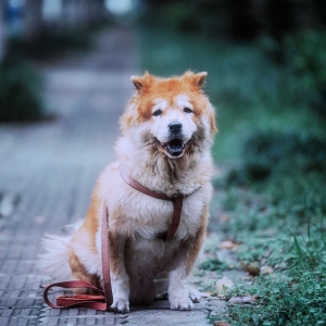 ��^�W�єzӰ��Ʒ�����Дz�z �޹��S��