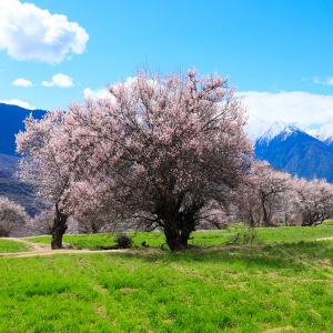 8�µ����ܘ�����  ��ɽ��ӭ����Դϵ�e��