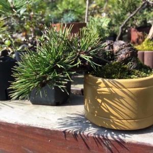 �W�ѷ�����ӛ��� �ķN���B��С�辰