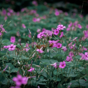 APP�zӰ��Ʒ�������S�����µĻ������x