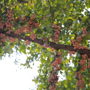 С���ж�����ꎽ�߅���@�N�������y��