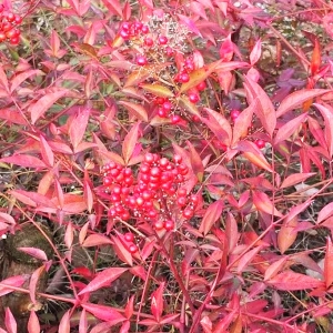 APP����Ȧ������Sɽ�A�����ﾰ