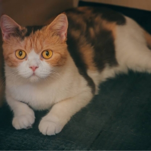 ��ꖾWAPP�������] �S�Ĕ]؈�r��