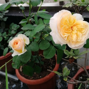 ��^�W�ш@ˇƪ���Լ��N���¼� �����_��