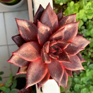 ��^�W�Ѿ�Ʒ�����L�ڷ����B����Ľ��