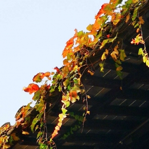 ��ꖾWAPP�������]�������� ��ɫ��