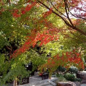 ��ꖾWAPP���������S���t��� �Ҍ������ɫ