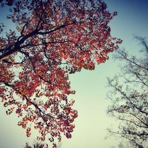 ���(y��ng)�W(w��ng)APP���]����ؓ(f��)�r(sh��)�ⲻؓ(f��)��