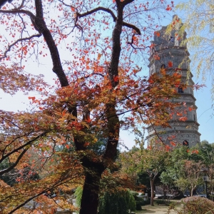 ���(y��ng)�W(w��ng)APP�������] �Ž����