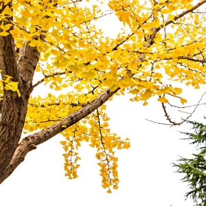 ��^�W�ѷ�������ɽ���@�����y��