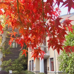 APP�������] �Ͼ��U��·�Ĺ�Ӱ֮��