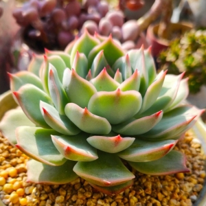 �W(w��ng)�ѷ��������B(y��ng)�o(h��)�ĵã�ÿһ�궼��M������