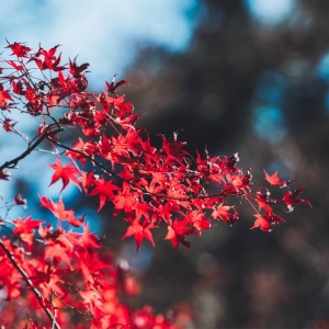 APP�W�ѷ���Ȧ��Ʒ�� ��Ғ��һ�|��ɫ