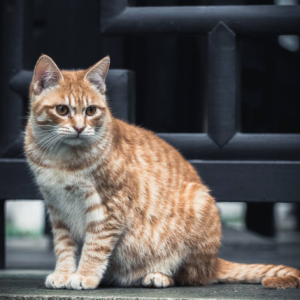 ��^�W�ф���zӰ��Ʒ���� �d���@�ȵ�����؈