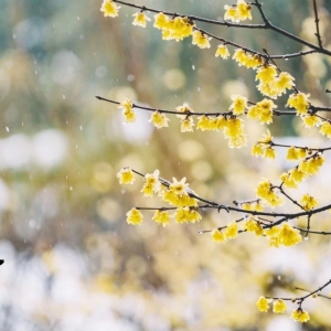 �����ˣ�20���С������ء��^ɽ܇���ц��ӡ�