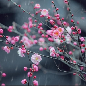 APP����Ȧ���D�������t�S�� ������ϲ