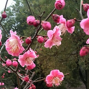 APP�p���������ǔ�֦÷ �躮�����_