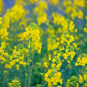 ��^�W�Ѵ��ՔzӰ�� ʢ�_�Ѿõ��Ͳ˻�