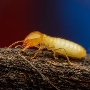 �������ע�⣺���������а�ρ���w��