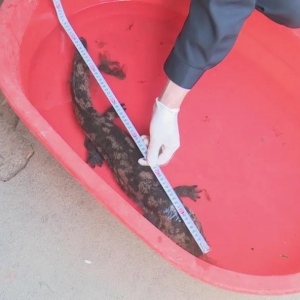 ���ף������ͤ�l�F���؄�����