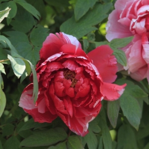 �W�ѷ���Ȧ�S�Ļ��� ĵ���@�����ҷ�