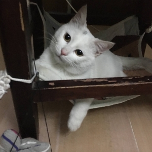 �W��Փ���I�BС؈ �������L��ӛ