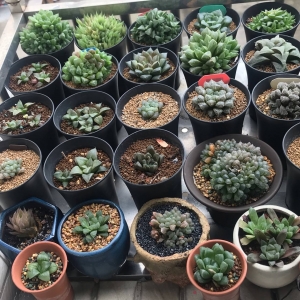 ��^����ۺ��߷�������ʽ���ӵ���¶