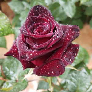 �W�ѷ��������ջ��@�����򻨻�