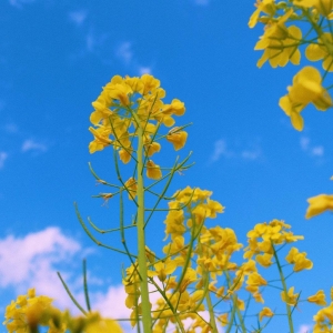 APP���x�DƬ���ֈ̟����\�� ����Ԋ���\��