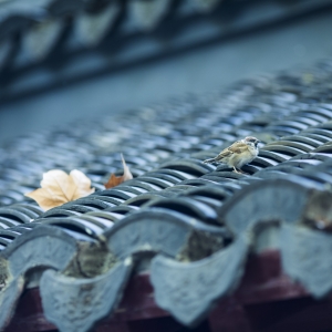 �W�����]���f�f��ꎵĚvʷ�ظ�