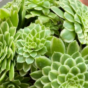 �W(w��ng)�ѕ�����B(y��ng)���⣺ʢ��ˮ��ķ���